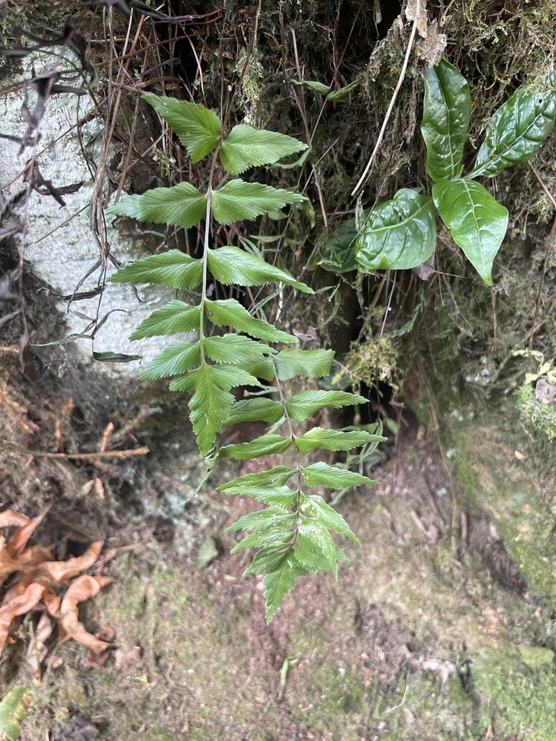 Asplenium elliottii