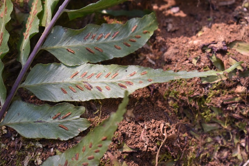 Asplenium elliottii photo 2