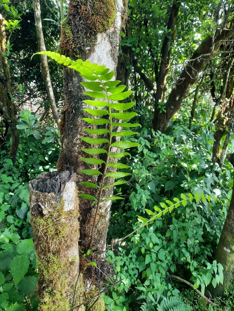 Asplenium elliottii photo 3