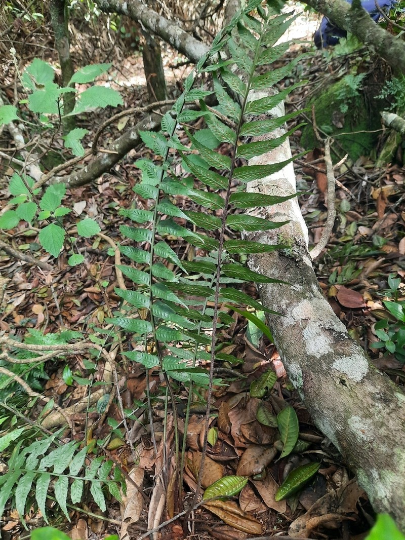 Asplenium elliottii photo 4