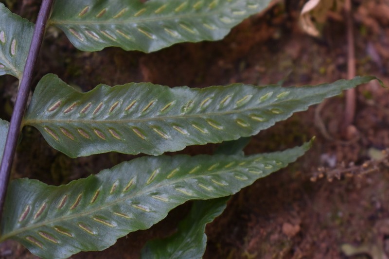 Asplenium elliottii photo 5