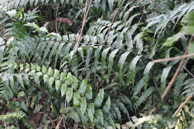 Asplenium elliottii photo 6