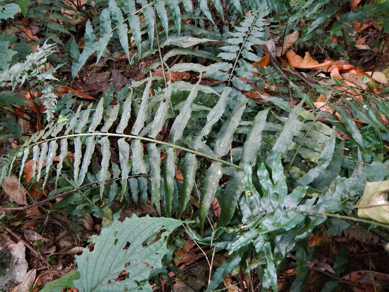 Asplenium elliottii photo 7