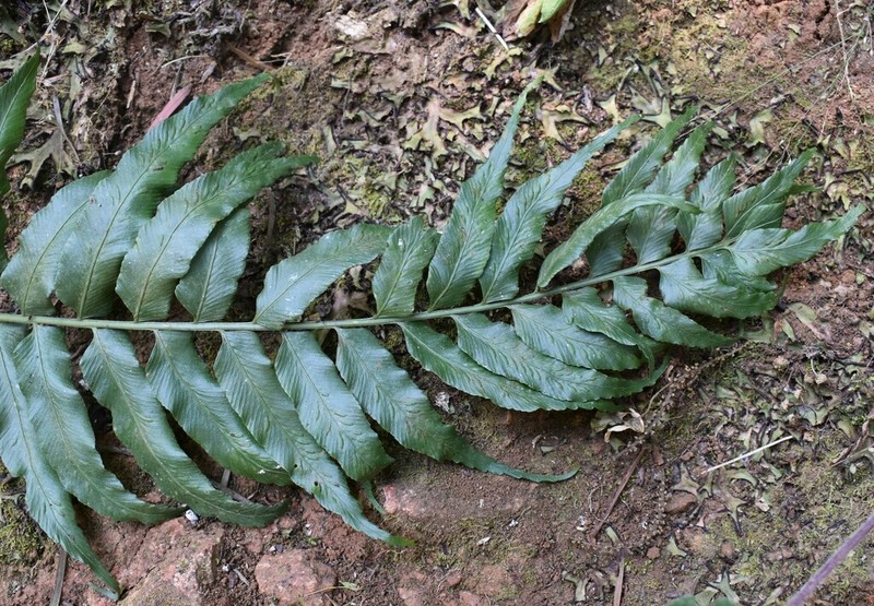 Asplenium elliottii photo 8