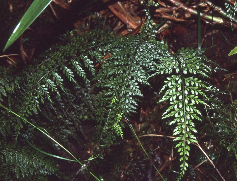 Asplenium elmeri
