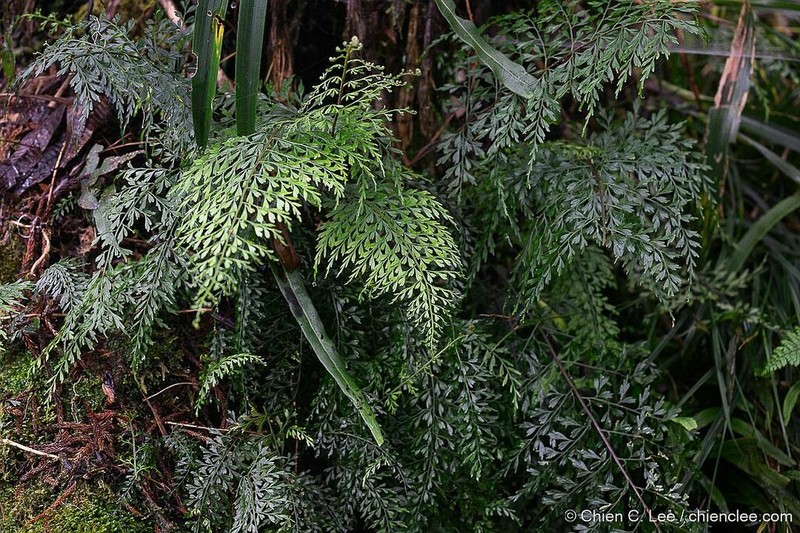 Asplenium elmeri photo 3