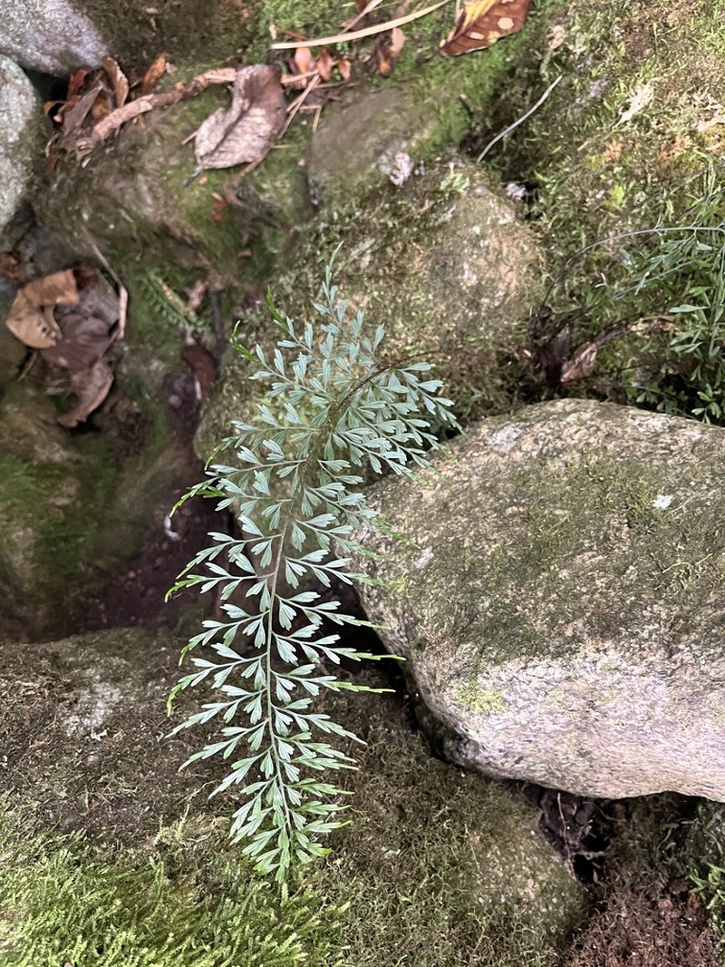Asplenium elmeri photo 4