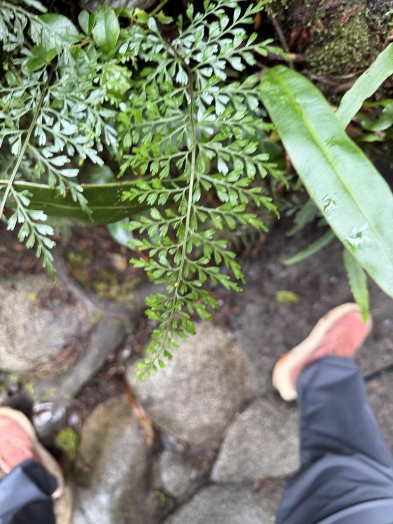 Asplenium elmeri photo 5