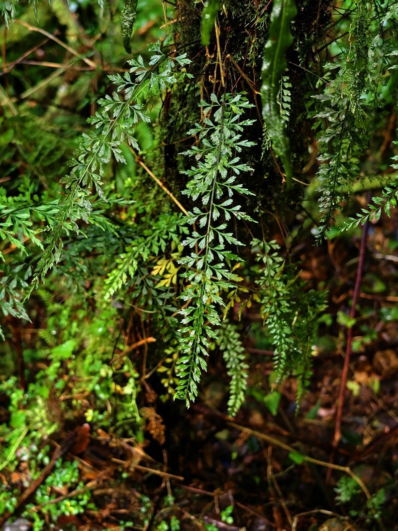 Asplenium elmeri photo 6