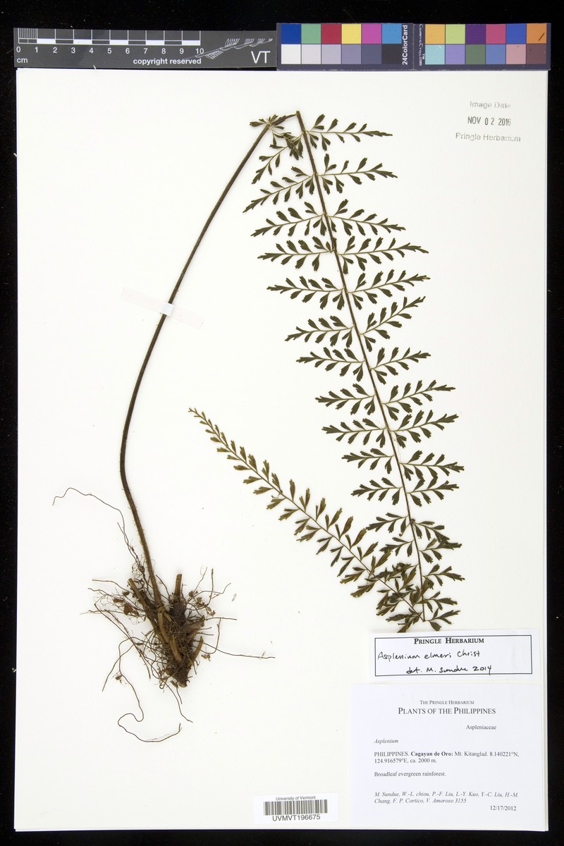 Asplenium elmeri