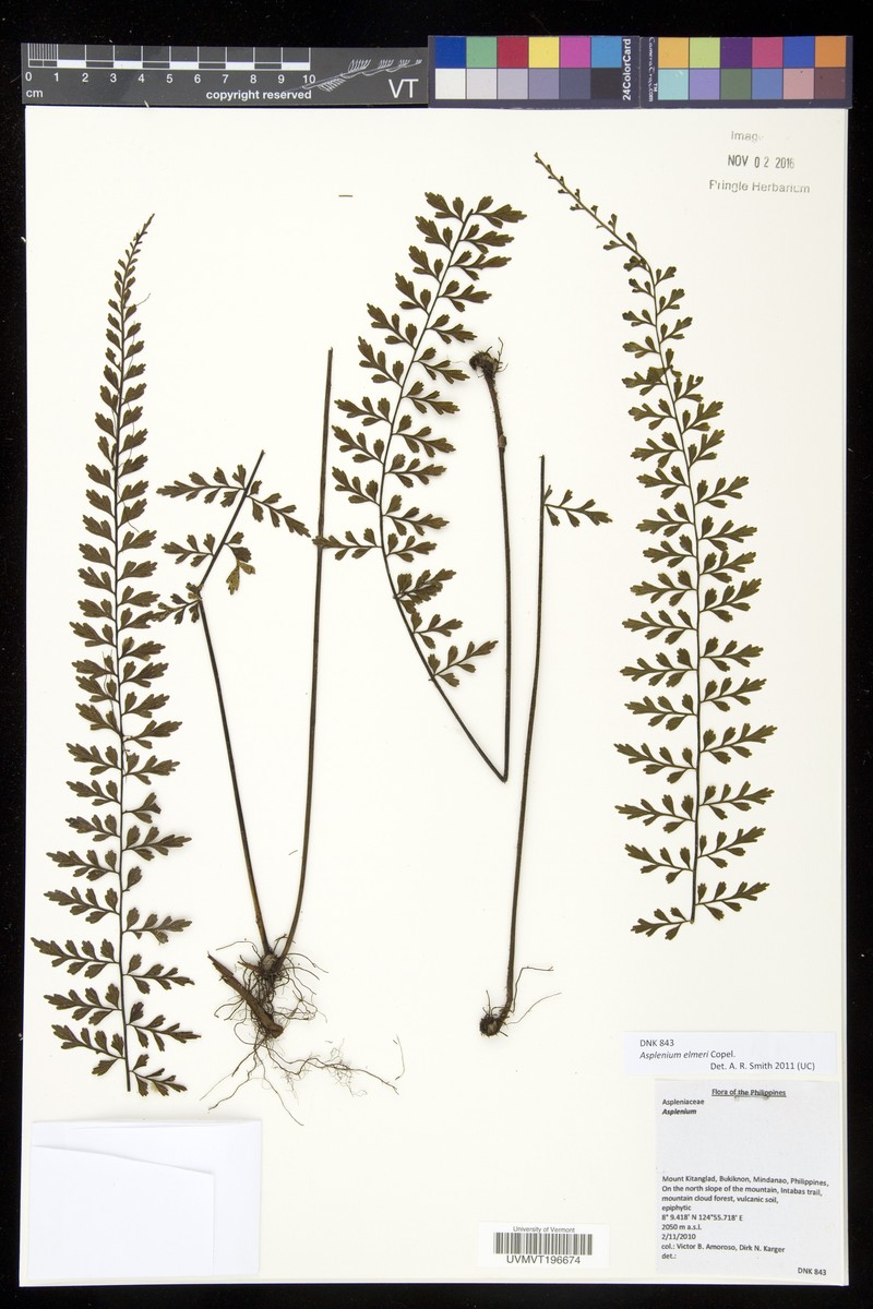 Asplenium elmeri photo 2