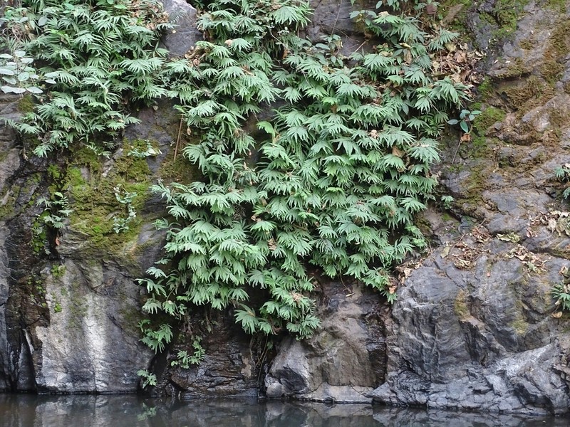 Asplenium emarginatum
