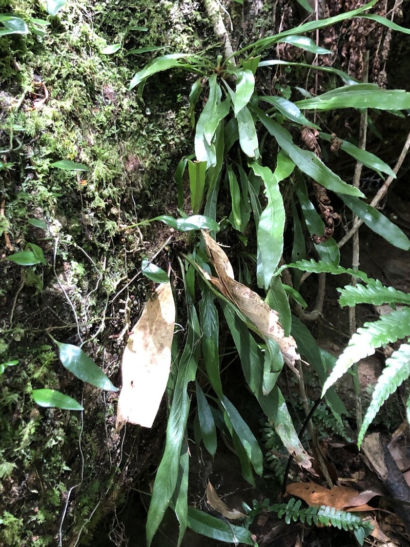 Asplenium ensiforme photo 2
