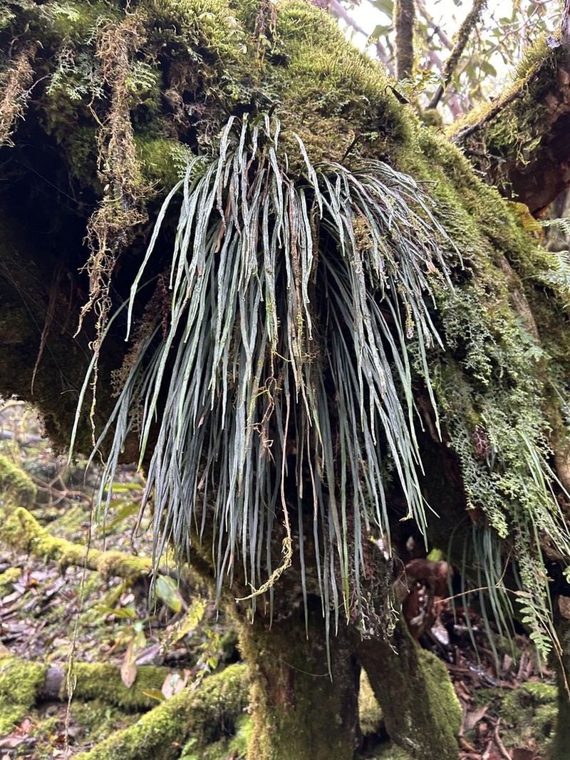 Asplenium ensiforme photo 3