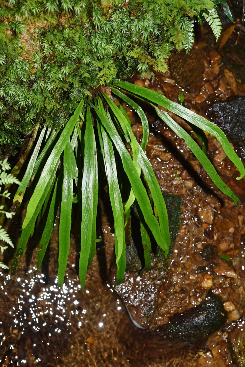 Asplenium ensiforme photo 4