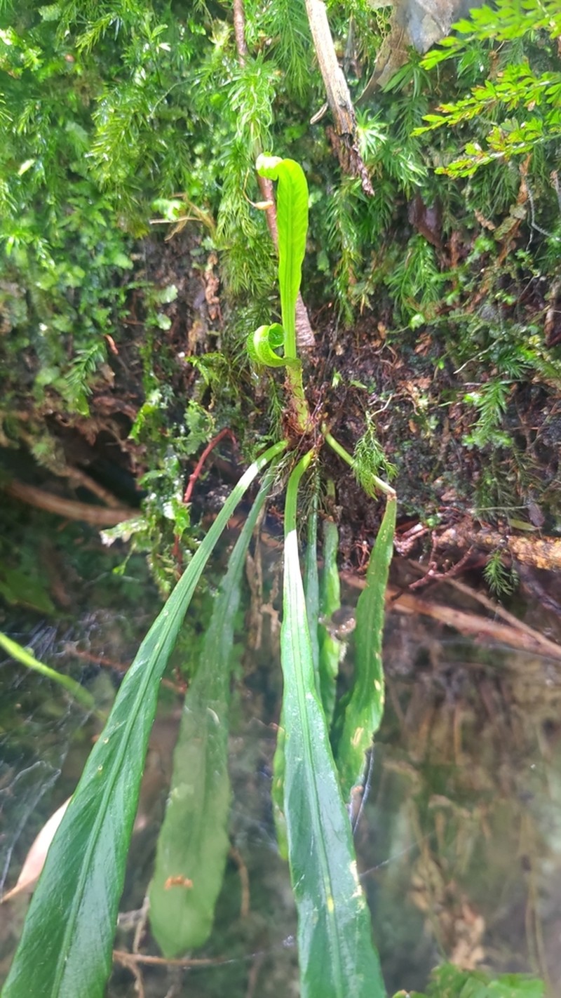 Asplenium ensiforme photo 5