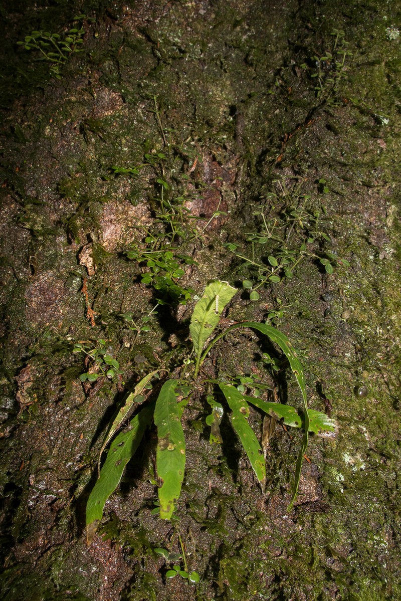 Asplenium ensiforme photo 6