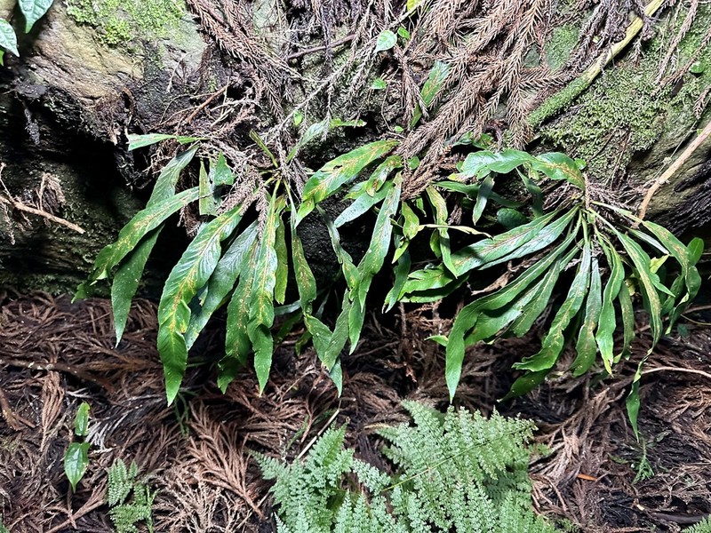 Asplenium ensiforme photo 7