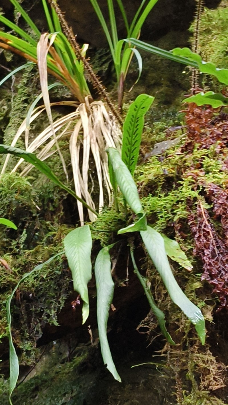 Asplenium ensiforme photo 8