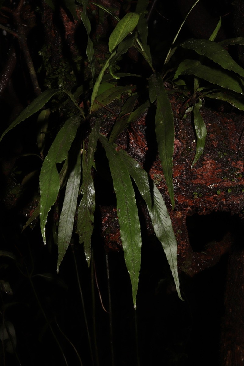 Asplenium ensiforme