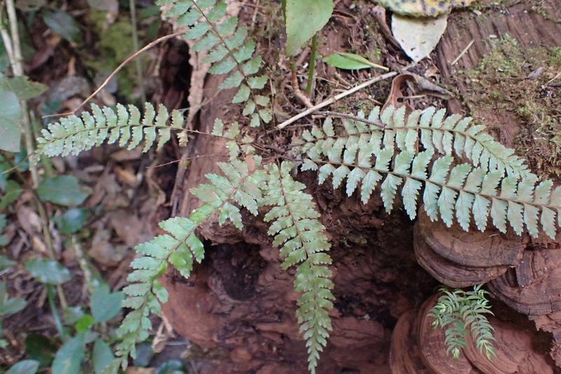 Asplenium erectum photo 3
