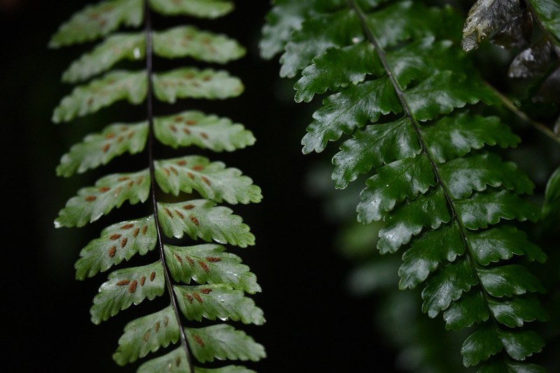 Asplenium erectum photo 4