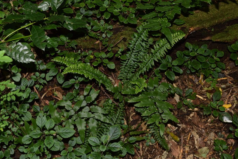 Asplenium erectum photo 5