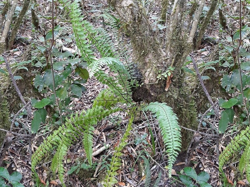 Asplenium erectum photo 6