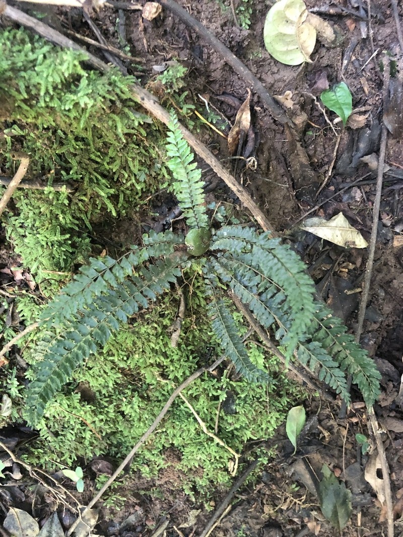 Asplenium erectum photo 7