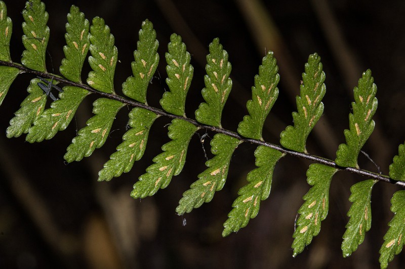 Asplenium erectum photo 8