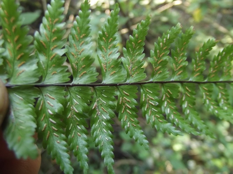 Asplenium erectum