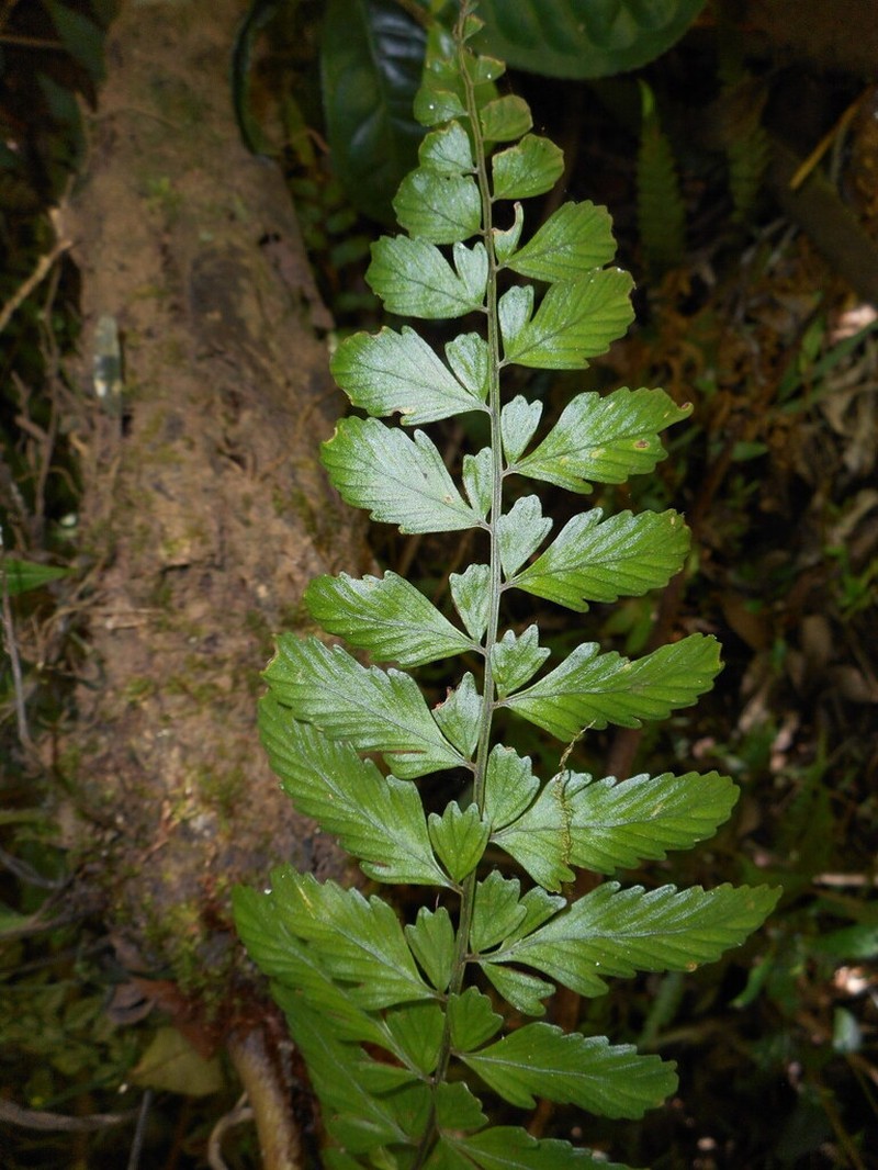 Asplenium erectum photo 2