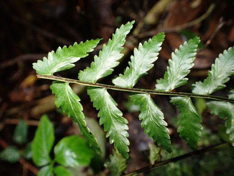 Asplenium erectum photo 3
