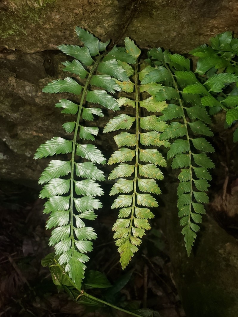 Eared Spleenwort