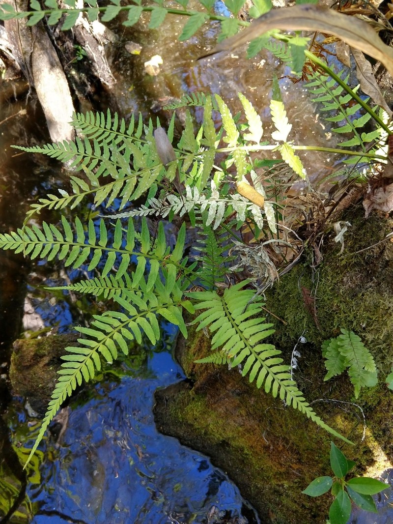 Eared Spleenwort photo 2