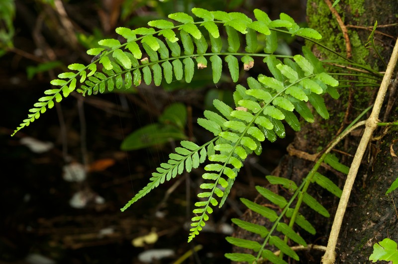 Eared Spleenwort photo 3
