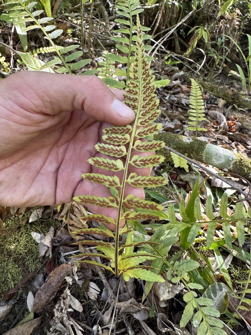 Eared Spleenwort photo 4