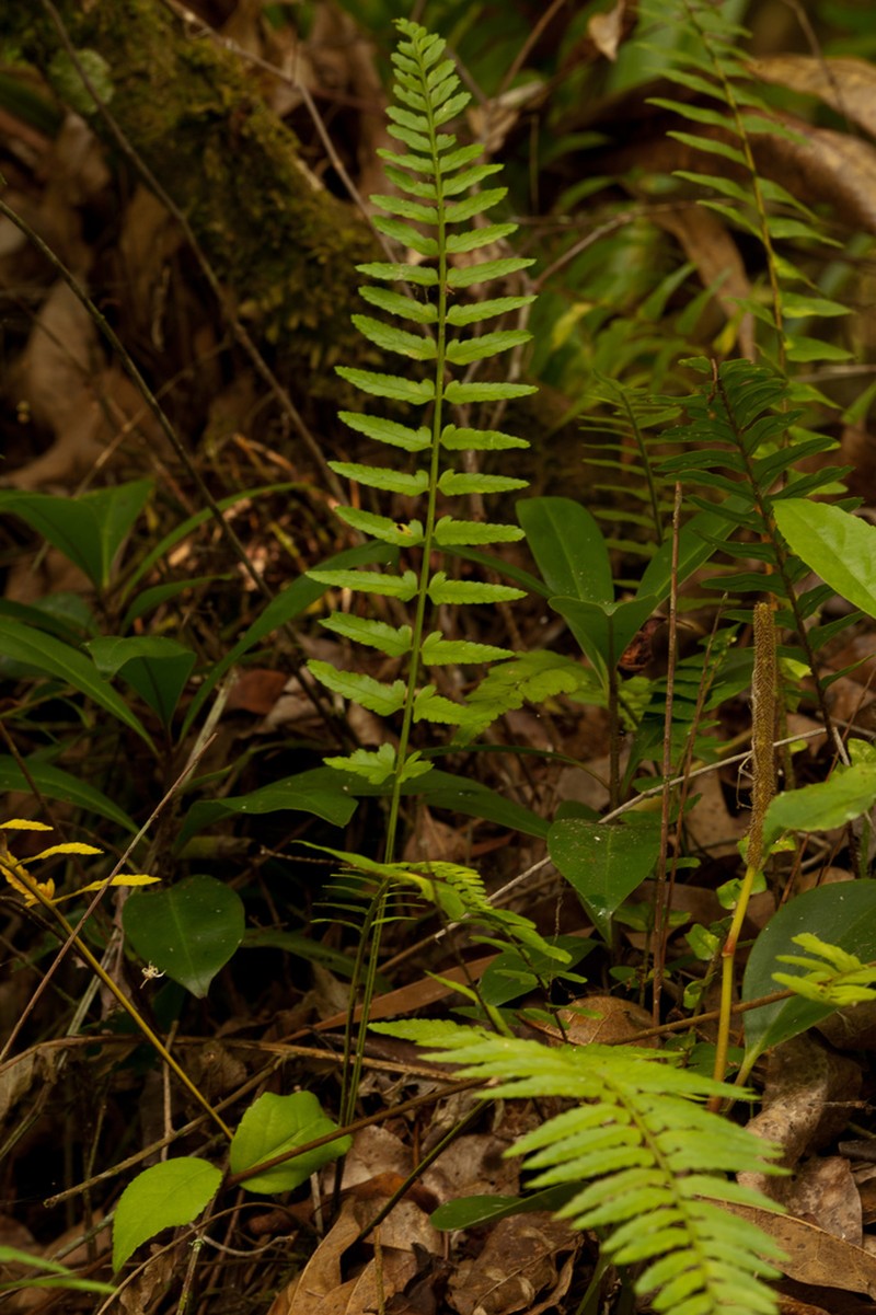 Eared Spleenwort photo 5