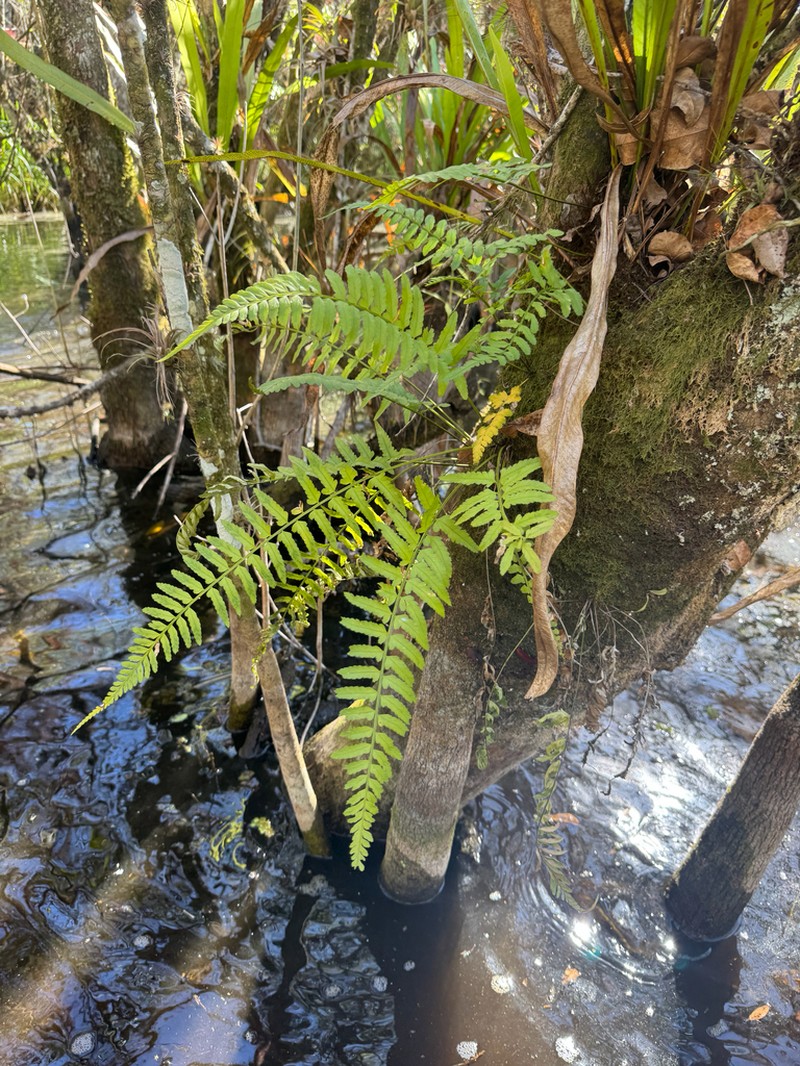 Eared Spleenwort photo 6