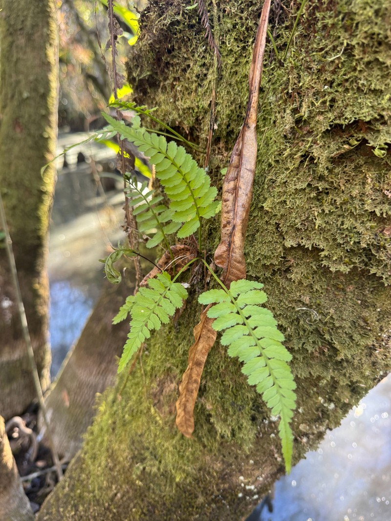 Eared Spleenwort photo 7