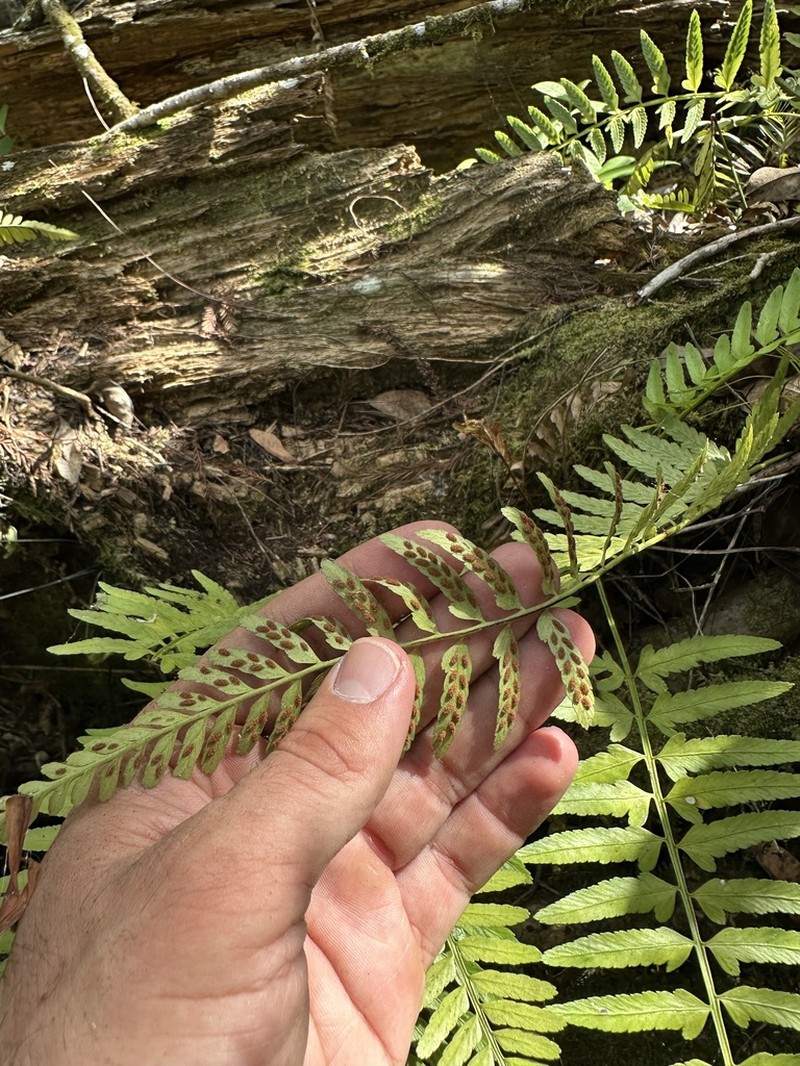 Eared Spleenwort photo 8