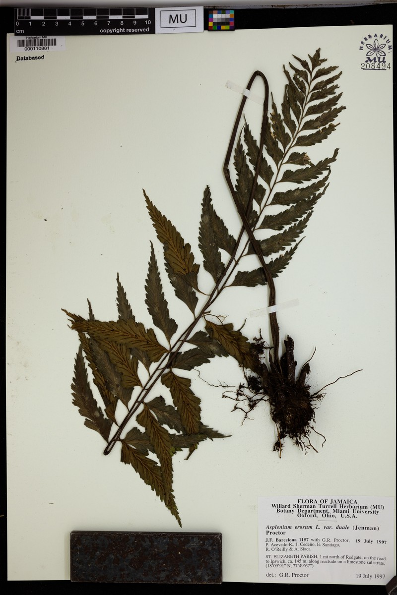 Asplenium erosum var. duale