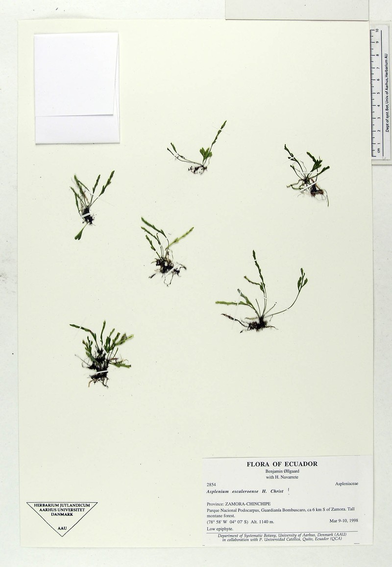 Asplenium escaleroense