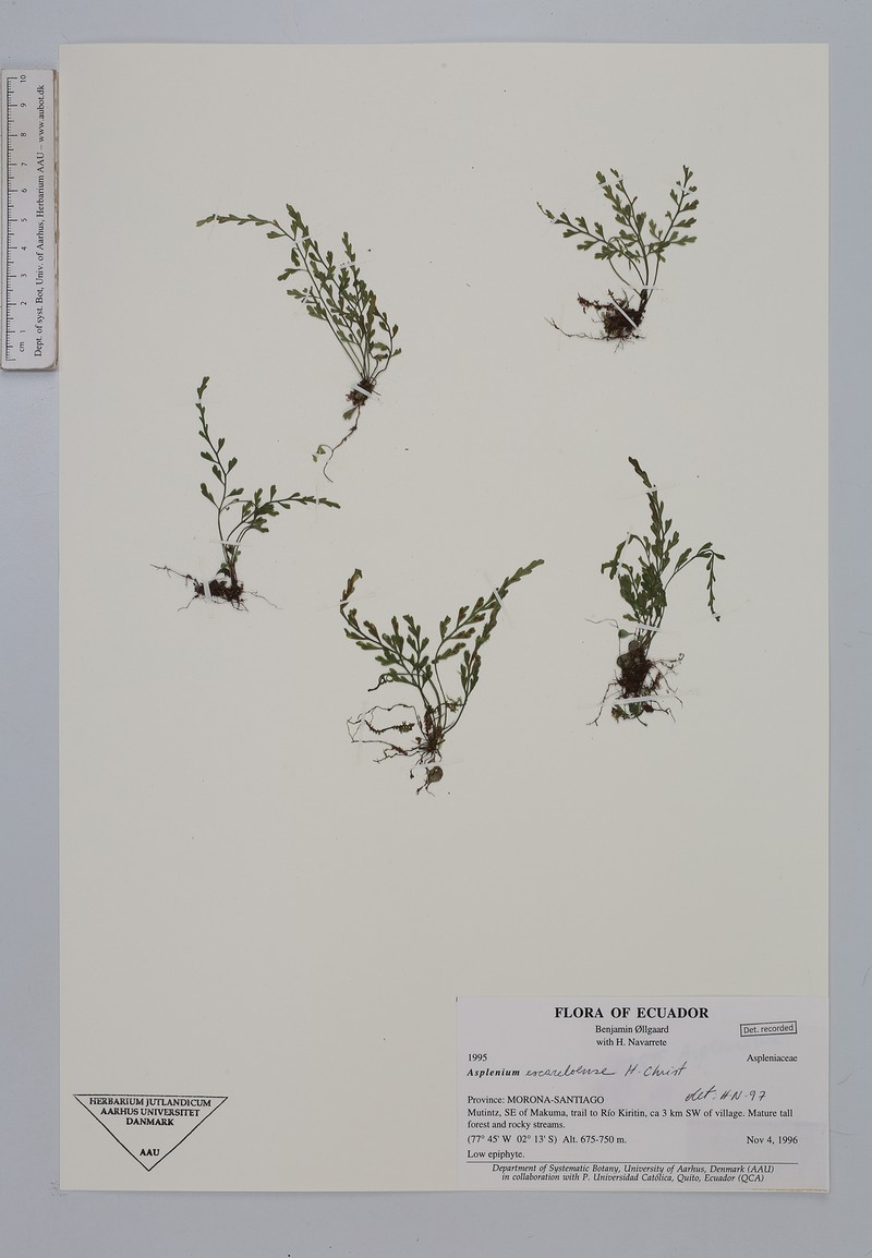 Asplenium escaleroense photo 3