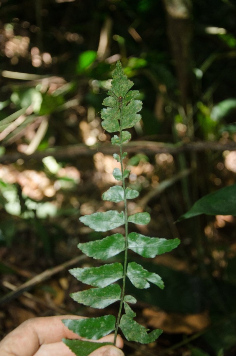 Asplenium eurysorum photo 2