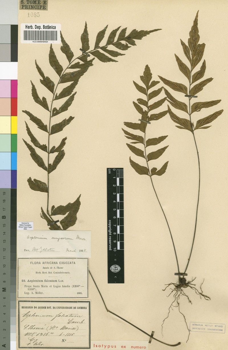 Asplenium eurysorum