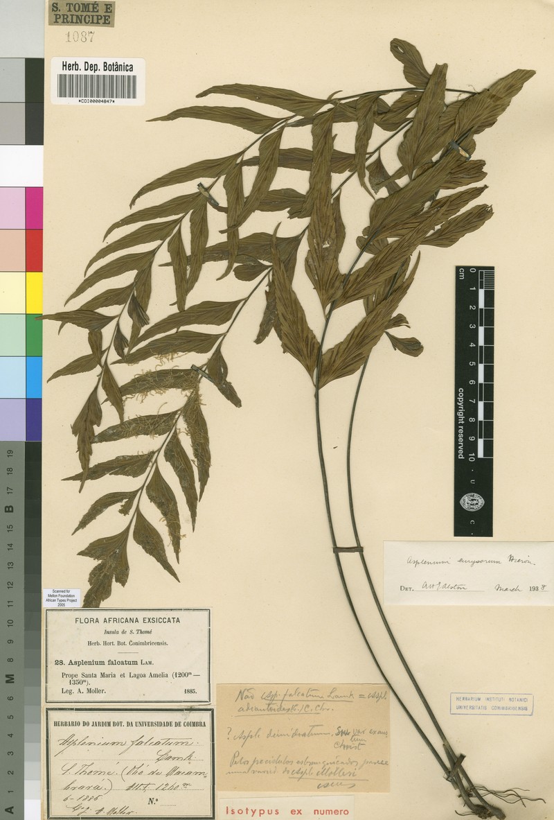 Asplenium eurysorum photo 4