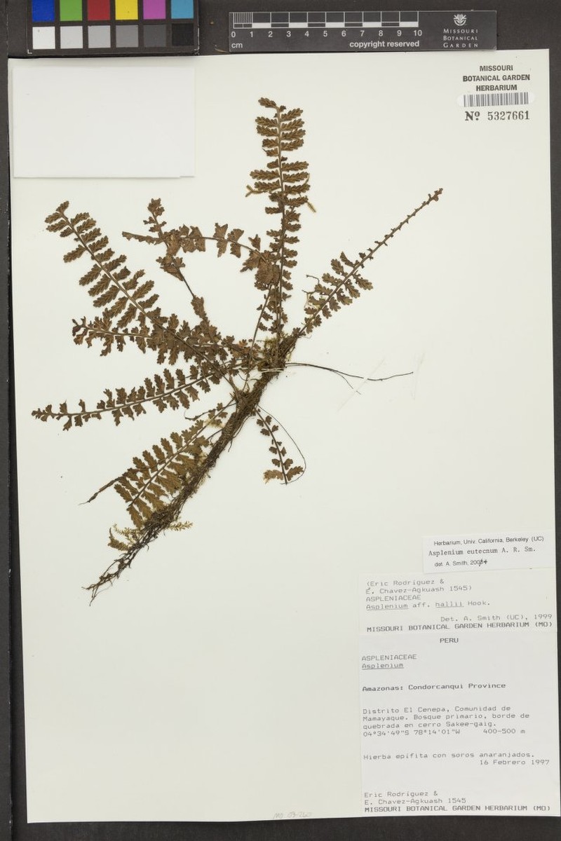 Asplenium eutecnum