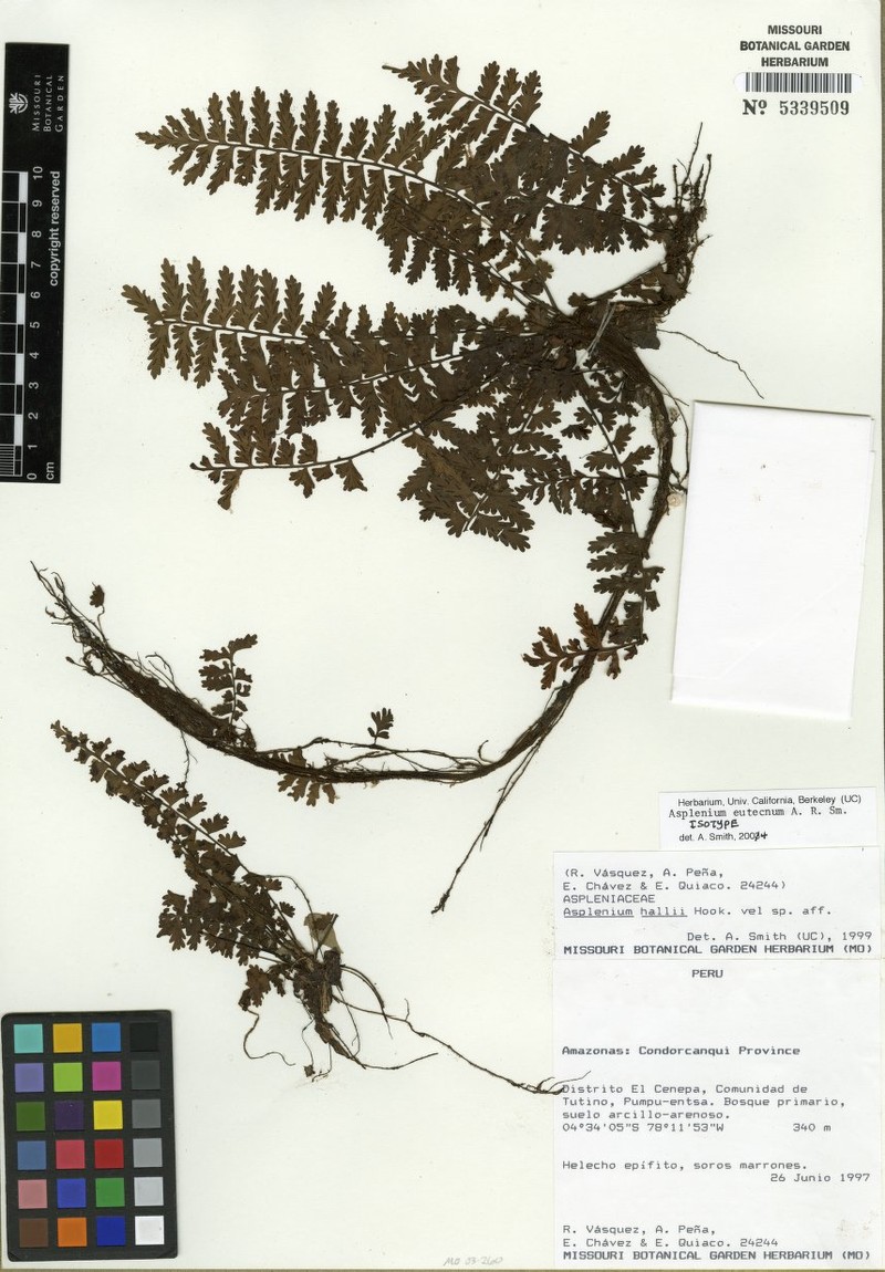 Asplenium eutecnum photo 2