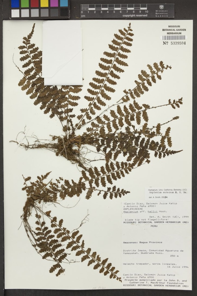 Asplenium eutecnum photo 3